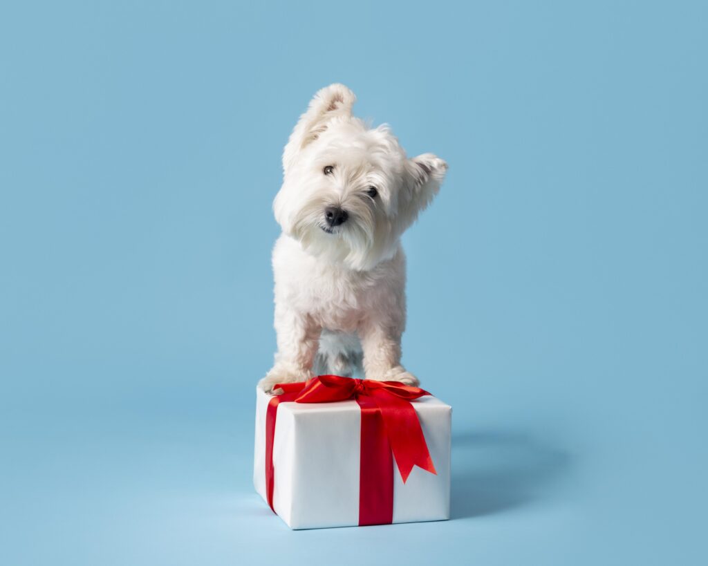 https://emptynestnation.com/wp-content/uploads/2022/11/adorable-white-dog-with-gift-1024x819.jpg